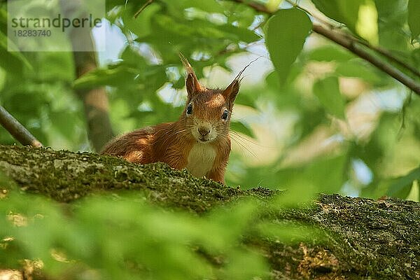 Europäisches Eichhörnchen (Sciurus vulgaris)  sitzt im Baum im Park  Frühling  Deutschland  Europa