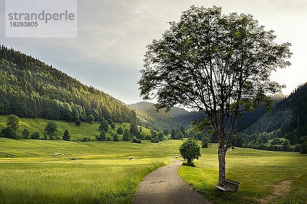 Landschaft mit Wiesen  Bäumen  Wald  einem Weg und einer Bank im Abendlicht bei Menzenschwand  Schwarzwald  Baden-Württemberg  Deutschland  Europa