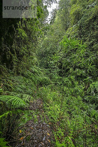 Schmaler Wanderweg  in dicht bewachsenem Wald mit Farn  Levada do Caldeirão Verde  Parque Florestal das Queimadas  Madeira  Portugal  Europa