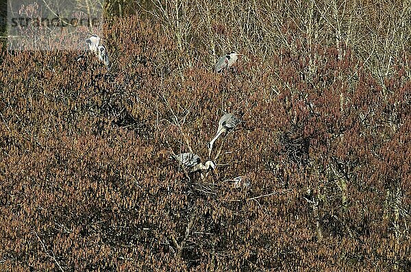 Graureiher (Ardea cinerea)  Brutkolonie auf blühender Schwarzerle  Departement Haut-Rhin  Elsass  Frankreich  Europa