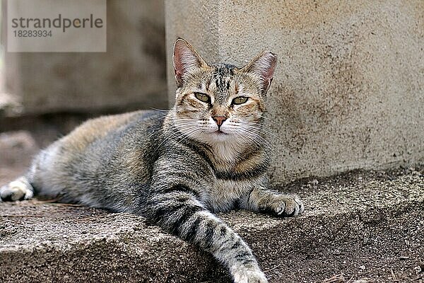 Hauskatze (Felis catus)  Haustier  grau  draußen  liegend  Die grau getigerte Katze liegt entspannt auf dem Boden