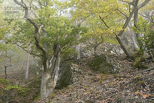 Knorrige Eichen (Quercus) mit Herbstfärbung an einem steilen Berghang im Nebel  Naturpark Diemelsee  Hessen  Deutschland  Europa