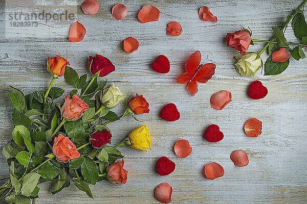 Hintergrund  Valentinstag  Blumen  Rosen  Studioaufnahme