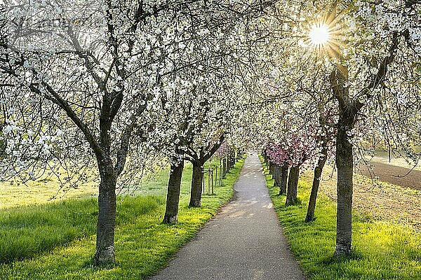 Eine schöne Allee mit blühenden rosa und weißen Kirschbäumen im Frühling in der Morgensonne mit einem Sonnenstern  eine Bank auf der linken Seite  Rhein-Neckar-Region  Baden-Württemberg  Deutschland  Europa