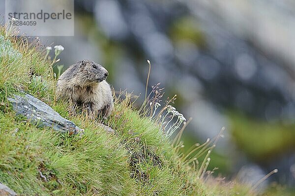 Alpenmurmeltier (Marmota marmota)  NP Hohe Tauern  Österreich  Europa