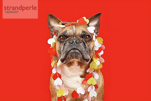 Niedliche französische Bulldogge trägt Valentinstag Girlande mit Herzen auf rotem Hintergrund