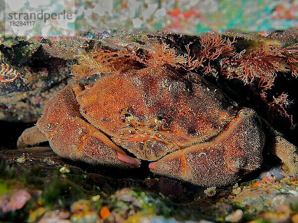 Wollkrabbe (Dromia personata)  Krabbe. Tauchplatz Meeresschutzgebiet Cap de Creus  Rosas  Costa Brava  Spanien  Mittelmeer  Europa