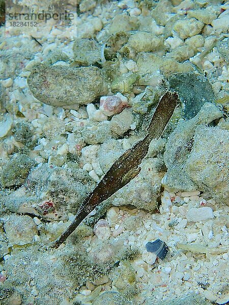 Seegras-Geisterpfeifenfisch (Solenostomus cyanopterus) . Tauchplatz Hausriff  Mangrove Bay  El Quesir  Rotes Meer  Ägypten  Afrika