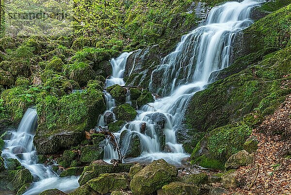 Frische und schöne Wasserfälle in einem Bergbach im Frühling. La Serva  Champ du feu  Vogesen  Elsass  Frankreich  Europa