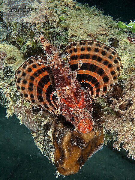 Rotmeer-Zwergfeuerfisch (Dendrochirus hemprichi) . Tauchplatz Hausriff  Mangrove Bay  El Quesir  Rotes Meer  Ägypten  Afrika