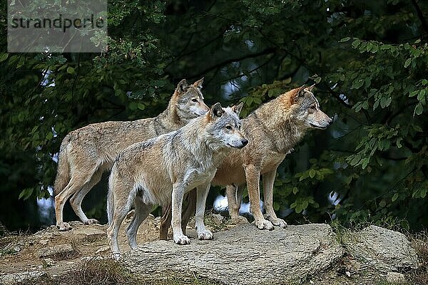 Wolf  adult  Gruppe  drei Wölfe (Canis lupus)  wachsam  captive  Deutschland  Europa