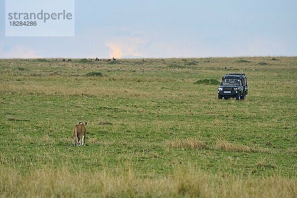 Afrikanischer Löwe (Panthera Leo)  läuft durch Savanne auf Safari Auto zu  Masai Mara National Reserve  Kenia  Afrika