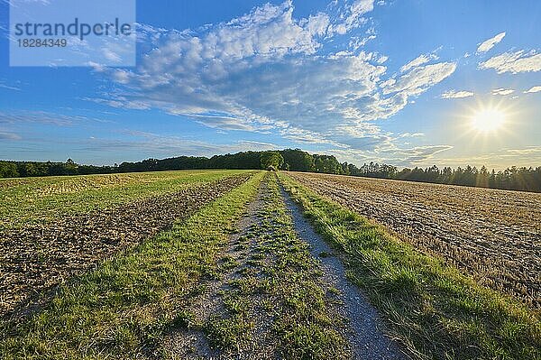 Feldweg  Sommer  Reichartshausen  Amorbach  Odenwald  Bayern  Deutschland  Europa