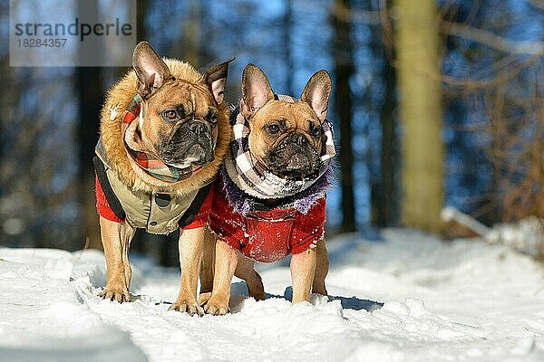 Zwei rehbraune französische Bulldogge Hund tragen warme Winterkleidung in Schnee Landschaft