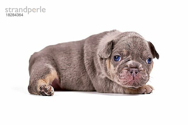 Merle tan French Bulldog Welpe mit verschobenen Augen auf weißem Hintergrund