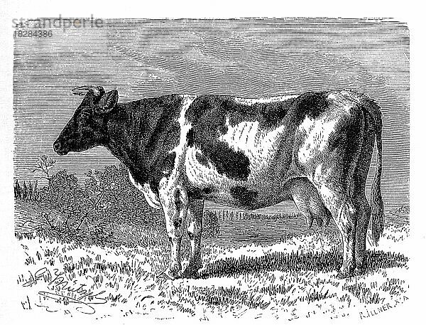 Holländer Rind (Bos taurus)  Holsteiner Rind hollandicus  Bei der Rinderrasse Holstein handelt es sich um eine der weltweit bedeutendsten Milchviehrassen  Historisch  digital restaurierte Reproduktion von einer Vorlage aus dem 18. Jahrhundert