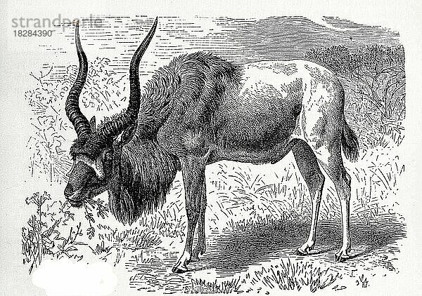 Mendesantilope (Addax nasomaculatus) oder Addax  eine afrikanische Antilope aus der Tribus der Pferdeböcke  Historisch  digital restaurierte Reproduktion von einer Vorlage aus dem 18. Jahrhundert