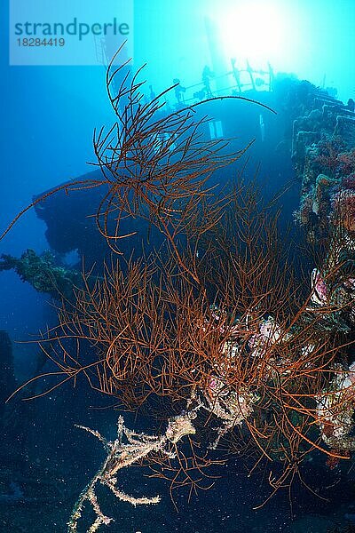 Schwarze Drahtkoralle (Antipathes dichotoma) im Gegenlicht auf dem Wrack der Giannis D. Tauchplatz Wrack Giannis D  Hurghada  Ägypten  Rotes Meer  Afrika