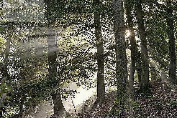 Laubwald  Rotbuchen (Fagus sylvatica) im Nebel von Sonnenstrahlen durchflutet  Sonnenstern  Naturpark Diemelsee  Hessen  Deutschland  Europa