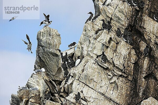 Trottellumme (Uria aalge) auf Felskopf in Brutkolonie  Insel Hornøya  Vardø  Varanger  Finnmark  Norwegen  Europa