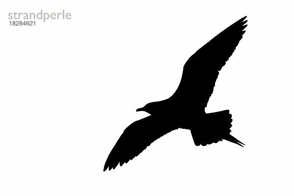 Silhouette einer arktischen Raubmöwe  einer Schmarotzerraubmöwe (Stercorarius parasiticus) im Flug  umrissen auf weißem Hintergrund  um die Form von Flügeln  Kopf und Schwanz zu zeigen