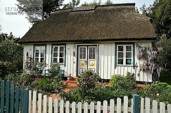 Reetdach gedecktes Haus auf dem Darß  Mecklenburg-Vorpommern  Deuschland