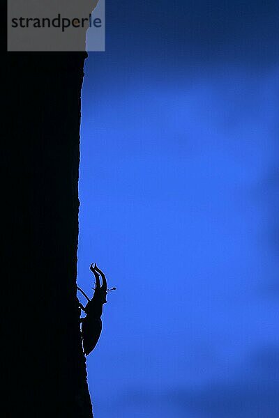 Hirschkäfer (Lucanus cervus)  Männchen mit großen Mandibeln  Kiefer kletternd über Eichenstamm  Silhouette in der Abenddämmerung im Sommer