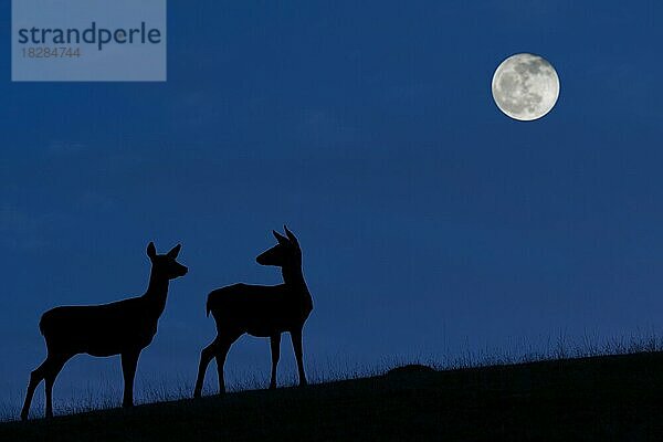 Rothirsch (Cervus elaphus)  weiblich mit Jungtier  Silhouette vor blauem Nachthimmel mit Vollmond