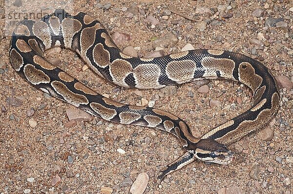 Königspython (Python regius)  beheimatet in West- und Zentralafrika
