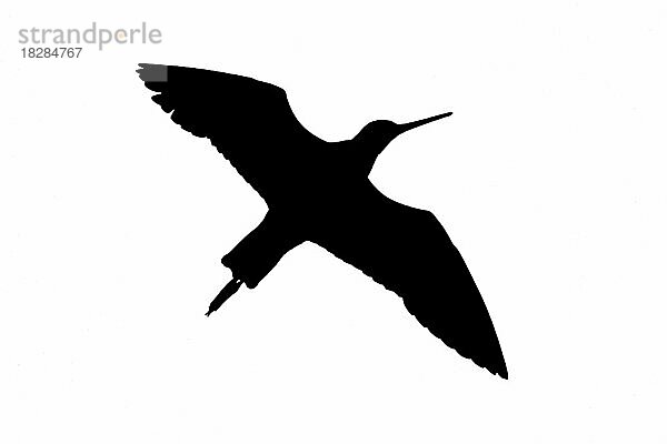 Silhouette einer Uferschnepfe (Limosa limosa) im Flug  umrissen auf weißem Hintergrund  um die Form von Flügeln  Kopf und Schwanz zu zeigen