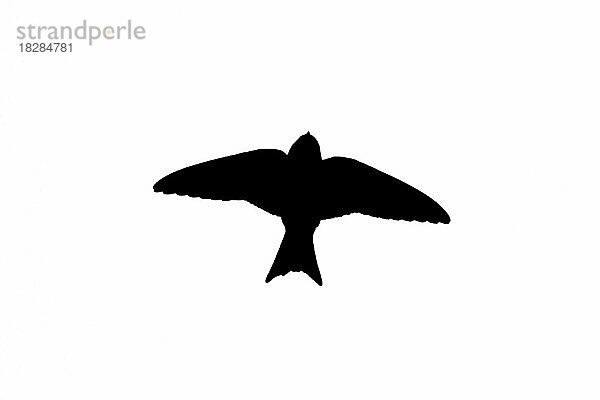 Silhouette einer Mehlschwalbe (Delichon urbicum) im Flug  umrissen auf weißem Hintergrund  um die Form von Flügeln  Kopf und Schwanz zu zeigen