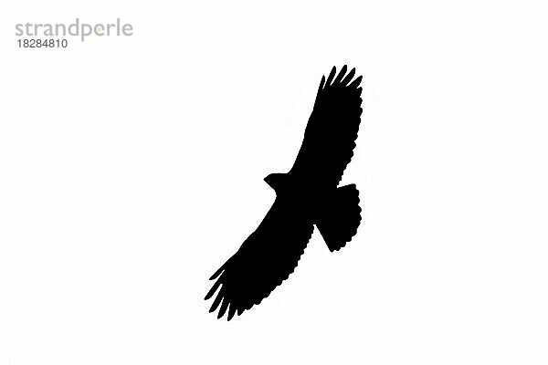 Silhouette eines auffliegenden Mäusebussard (Buteo buteo) im Flug  umrissen auf weißem Hintergrund  um die Formen von Flügeln  Kopf und Schwanz zu zeigen