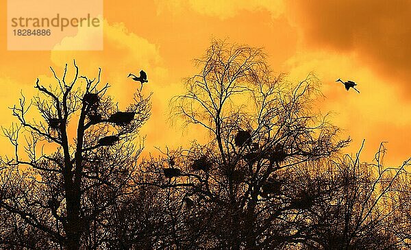 Graureiher (Ardea cinerea) bei der Landung auf ihren Nestern in den Bäumen am Reiherhorst  Silhouette des Reiherhorsts gegen den orangefarbenen Himmel bei Sonnenuntergang im Frühling