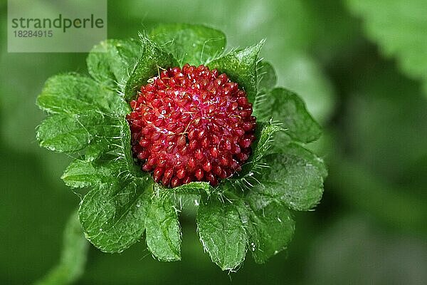 Scheinerdbeere  Indianer-Erdbeere  Indische Scheinerdbeere (Duchesnea indica) Hinterhof-Erdbeere mit roten Früchten im späten Frühjahr