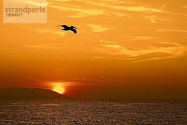 Silhouette eines Braunpelikan (Pelecanus occidentalis) im Flug über dem Pazifik bei Sonnenuntergang in Bahía de Banderas  Jalisco  Mexiko  Mittelamerika