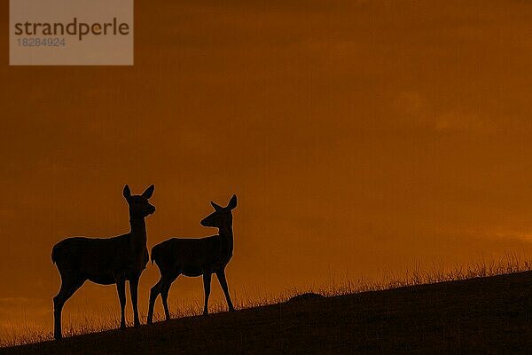 Rothirsch (Cervus elaphus)  weiblich mit Jungtier  Silhouette vor orangefarbenem Himmel bei Sonnenuntergang