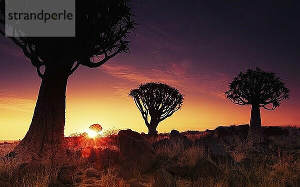 Köcherbäume (Aloe dichotoma)  Kokerboom bei Sonnenuntergang  Namibia  Afrika