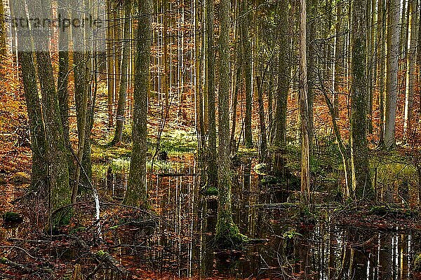 Herbstlich gefärbter Mischwald spiegelt sich in einem Tümpel im Naturpark Westliche Wälder bei Ausgburg  Schwaben  Bayern  Deutschland  Europa