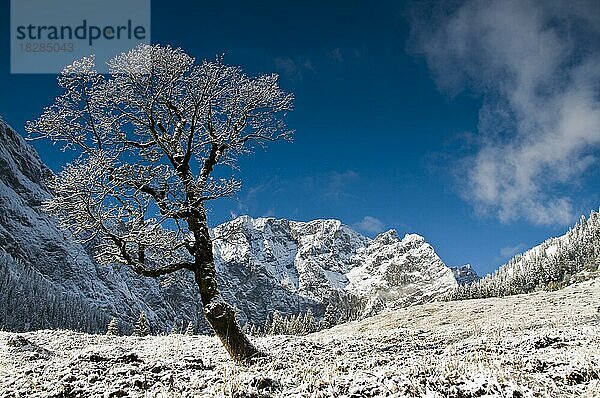 Bergahorn im ersten Schnee  Großen Ahornboden  Eng  Österreich  Europa