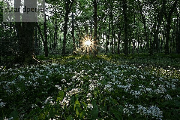 Bärlauch (Allium ursinum)  blühende Pflanzen  im Buchenwald  bei Sonnenaufgang  mit Sonnenstern  Gegenlicht  Bottrop  Ruhrgebiet  Nordrhein-Westfalen  Deutschland  Europa