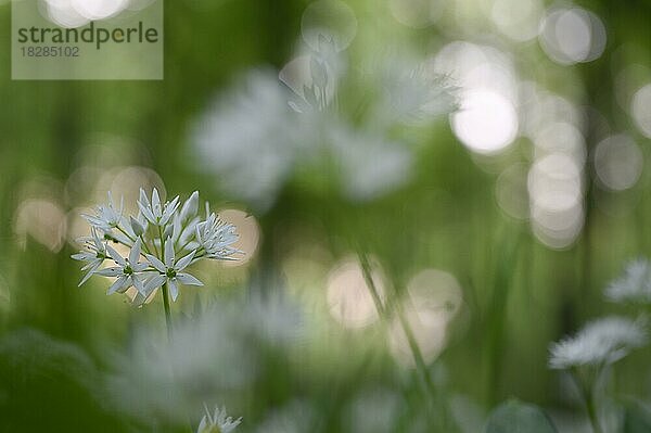 Bärlauch (Allium ursinum)  Blüten  im Buchenwald  Gegenlicht  Bottrop  Ruhrgebiet  Nordrhein-Westfalen  Deutschland  Europa