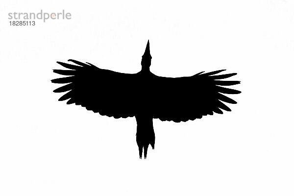 Silhouette eines Schwarzspecht (Dryocopus martius) im Flug  umrissen auf weißem Hintergrund  um die Form von Flügeln  Kopf und Schwanz zu zeigen