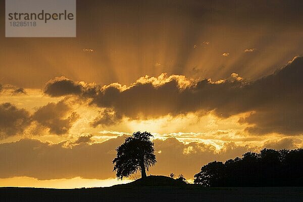 Rotbuche (Fagus sylvatica)  Rotbuche als Silhouette vor orangefarbenem Abendhimmel