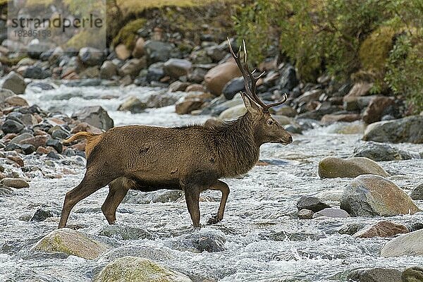 Rothirsch (Cervus elaphus)  Männchen  beim Überqueren eines Flusses  Gebirgsbach im Winter in den schottischen Highlands  Schottland  UK