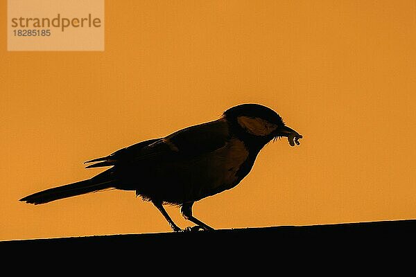 Kohlmeise auf dem Zaun mit Futter  Raupe im Schnabel für die fressen von Vogelküken und Silhouette gegen orangefarbenen Sonnenaufgang  Sonnenuntergangshimmel im Frühling