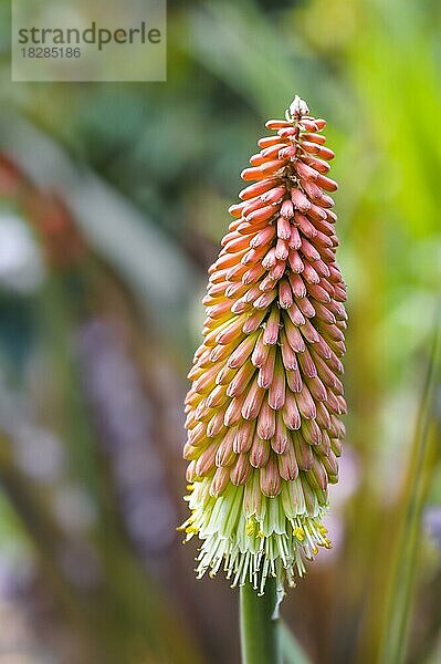 Kniphofia uvaria  Red Hot Poker  Fackellilie