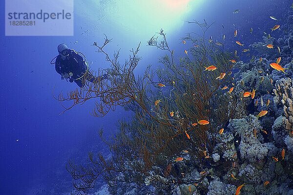 Schwarze Koralle (Antipathes dichotoma) mit einem Schwarm Juwelen-Fahnenbarsch (Pseudanthias squamipinnis) im Gegenlicht. Taucher im Hintergrund. Tauchplatz Strasse von Tiran  Sinai  Ägypten  Rotes Meer  Afrika
