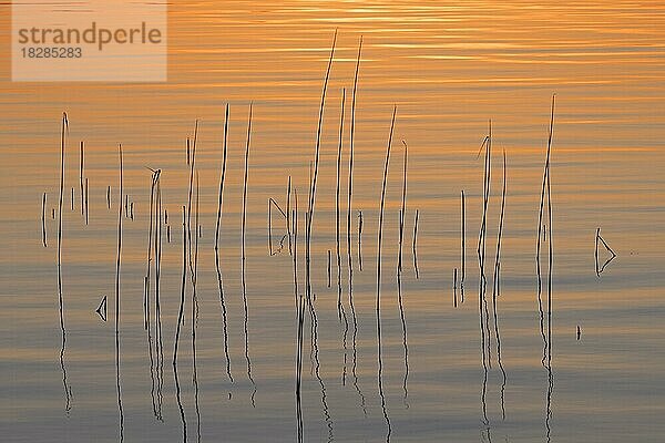 Abstraktes Muster der Silhouetten von Gemeines Schilfrohr (Phragmites communis)  das sich im Wasser eines Sees bei Sonnenuntergang im Frühling spiegelt