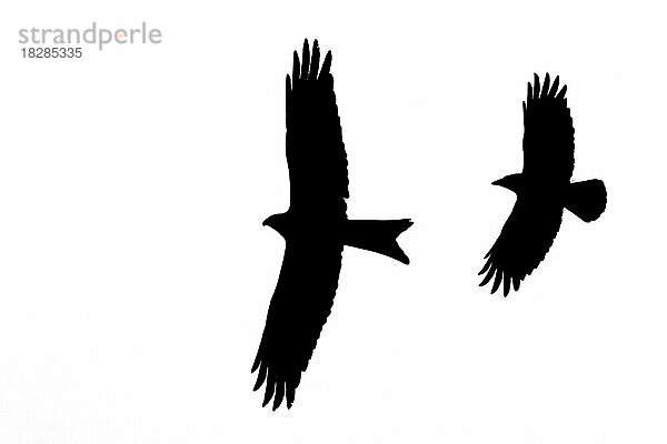 Silhouette eines Rotmilan (Milvus milvus) im Flug  der von einem Kolkraben bedrängt wird  umrissen auf weißem Hintergrund  um die Form von Flügeln  Kopf und Schwanz zu zeigen