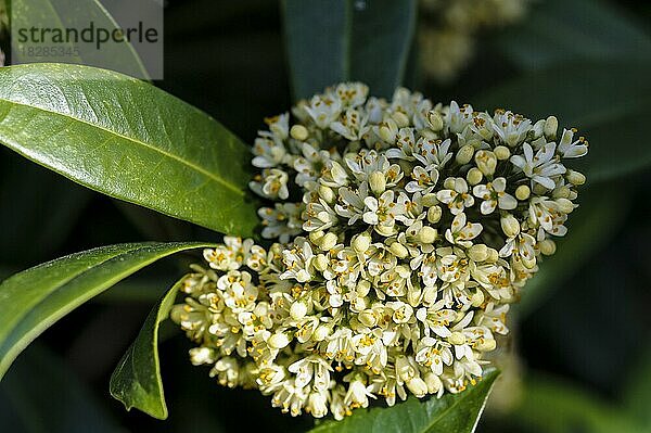 Skimmia confusa kew grün